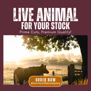 Animal (Live Animal)